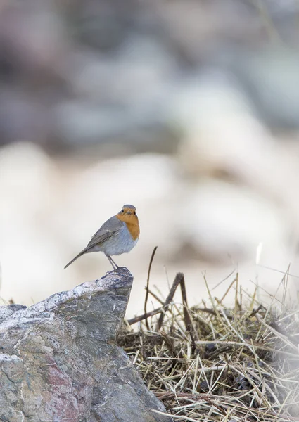 Erithacus rubecula, Rotkehlchen — Stockfoto