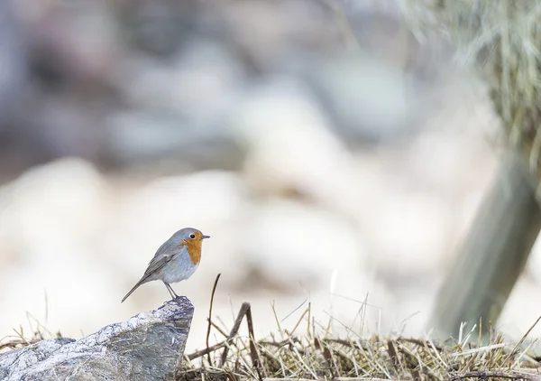 Erithacus rubecula, Rotkehlchen — Stockfoto