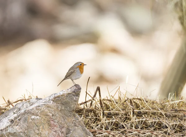 Erithacus rubecula, robin — Stockfoto