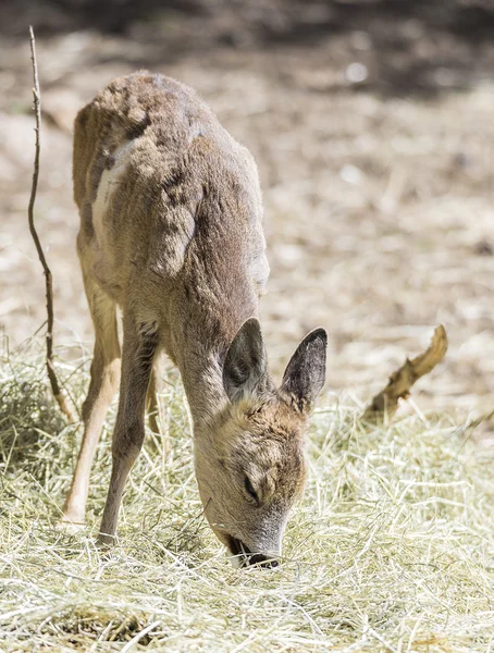 Portrait of a young deer — Stock Photo, Image