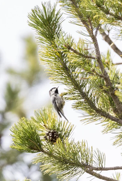 Bird hanging from a pine — Stock Photo, Image