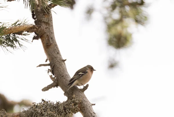 Fringilla coelebs, chaffinch — стоковое фото