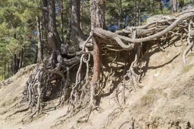 Ağaç kökleri