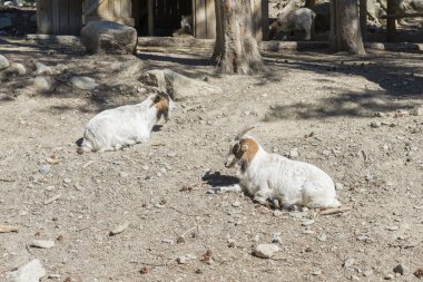 dağlarda otlatma keçi