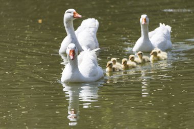 Ortak Ensar, Anser anser