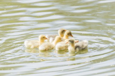 küçük ördek yavru