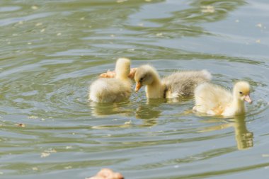 küçük ördek yavru