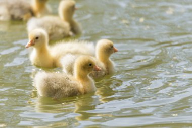 küçük ördek yavru