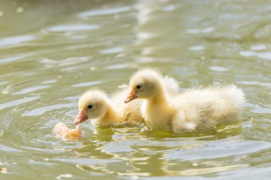 küçük ördek yavru