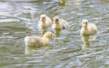 küçük ördek yavru