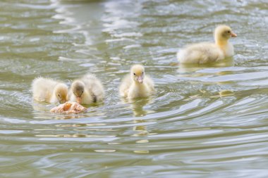 küçük ördek yavru
