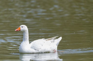 Ortak Ensar, Anser anser