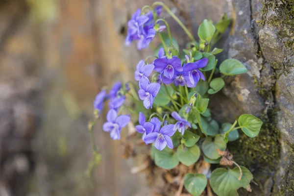 Растение с лиловым цветом — стоковое фото