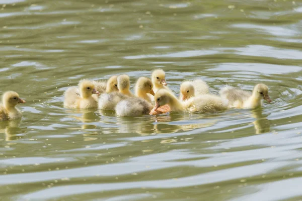 Pequenos filhotes de pato — Fotografia de Stock