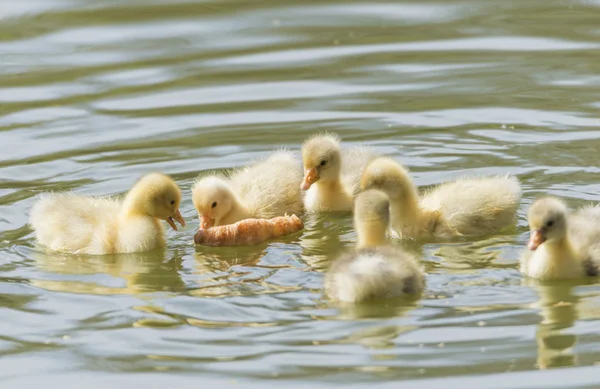 küçük ördek yavru