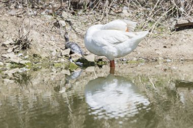 Ortak Ensar, Anser anser