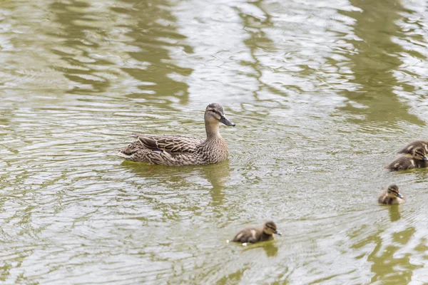 Kaczki małe pisklęta — Zdjęcie stockowe