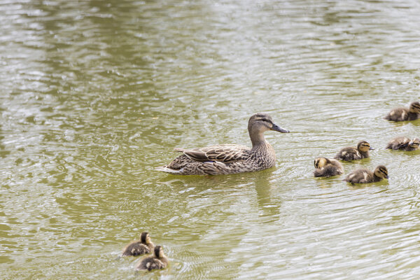 small duck hatchlings