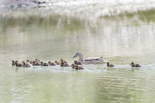 Liten anka ungar — Stockfoto