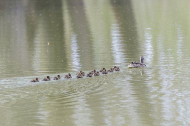 küçük ördek yavru