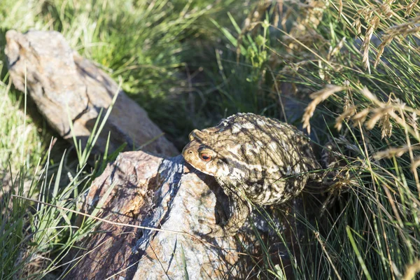 Green and frog — Stock Photo, Image