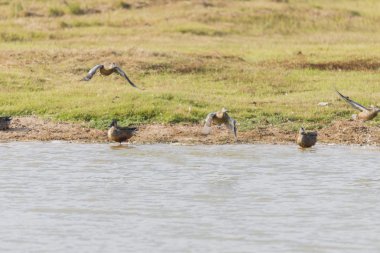 bir ördek vurdum, ana platyrhynchos