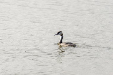 Büyük ibikli grebe, Podiceps kristali