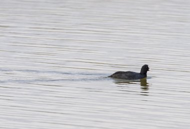 Ortak Coot Yüzme