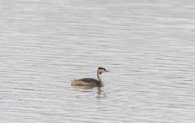 Büyük ibikli grebe, Podiceps kristali
