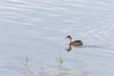 Küçük batağan Yüzme
