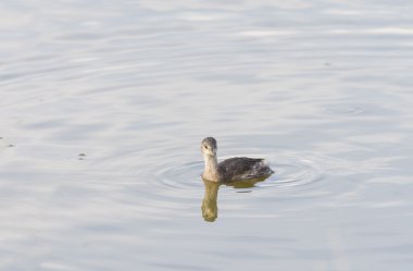 Küçük batağan Yüzme