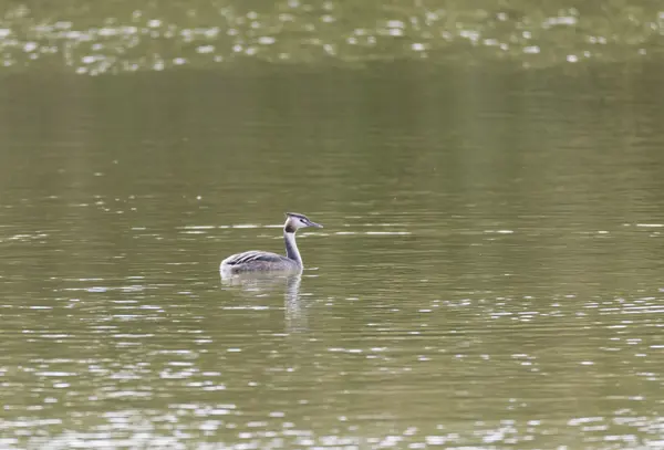 Grebe czubaty, chrupiący podiceps — Zdjęcie stockowe