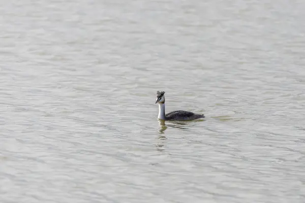 Gran grasa de cresta, Podiceps cristatus —  Fotos de Stock