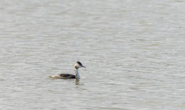 Great Crested Grebe, Podiceps cristatus — Stock Photo, Image