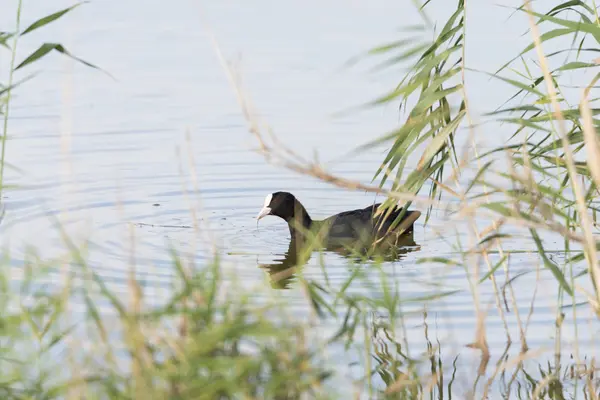 Blässhuhn-Schwimmen — Stockfoto