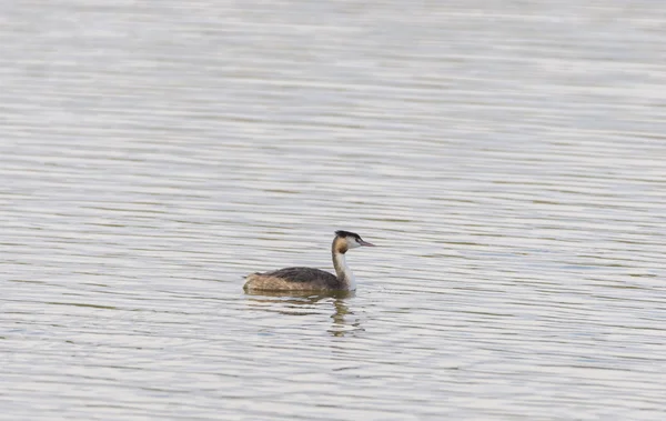 巨大的果冻，Podiceps cristatus — 图库照片