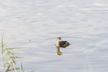 Küçük batağan Yüzme