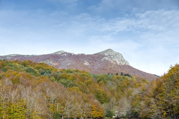 自然森林 Montseny — 图库照片