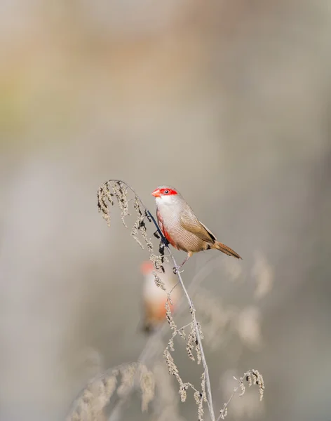 Picco corallino, estrilda astrild — Foto Stock