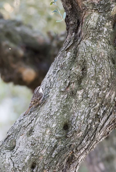 Certhia brachydactyla, treecreeper, — Zdjęcie stockowe