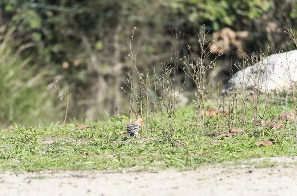 Upupa epops, hoopoe, — Stock Photo, Image