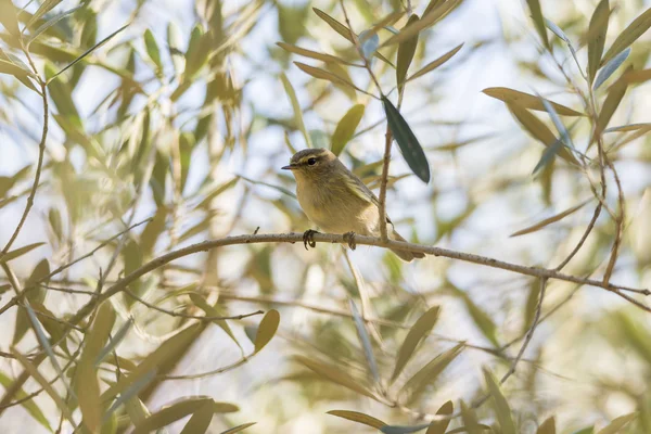 Phylloscopus collybita, chiffchaff, — Zdjęcie stockowe