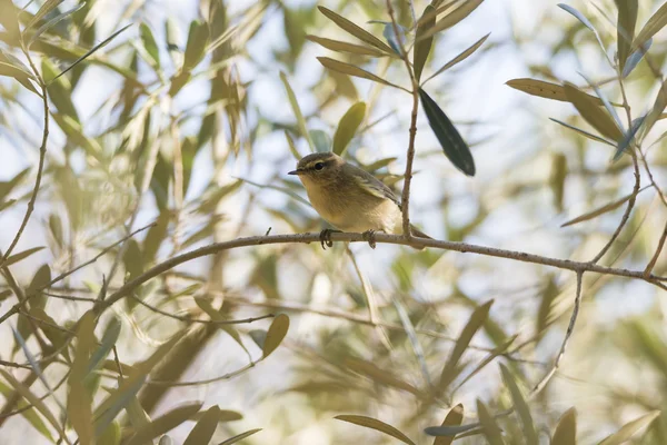 Phylloscopus collybita, chiffchaff, — Zdjęcie stockowe