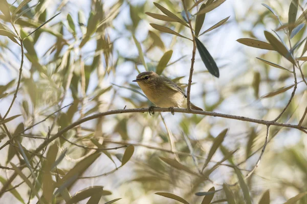 Phylloscopus collybita, chiffchaff, — Zdjęcie stockowe