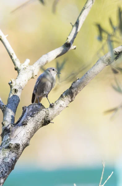 Phoenicurus ochruros, черный горихвостка, — стоковое фото