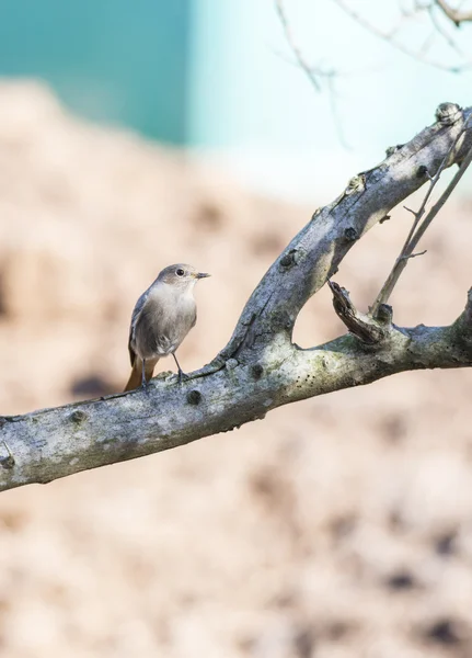 Phoenicurus ochruros, rojo negrostart , — Foto de Stock