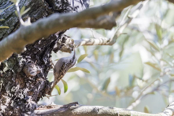 Certhia brachydactyla, treecreeper, — Zdjęcie stockowe