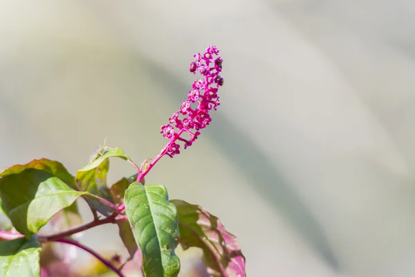 Blume mit roten Blütenblättern — Stockfoto