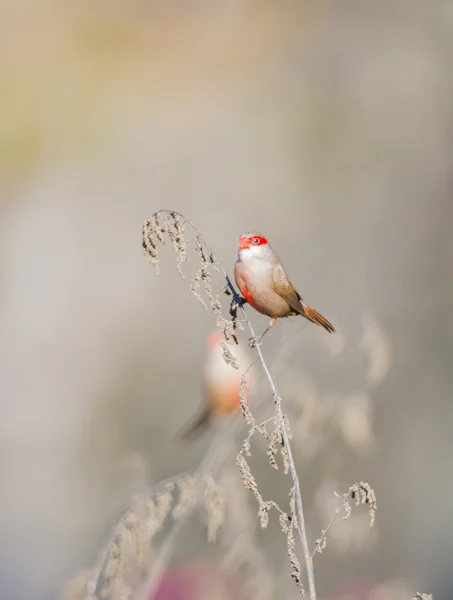 Pico de coral, estrilda astrild Imagem De Stock