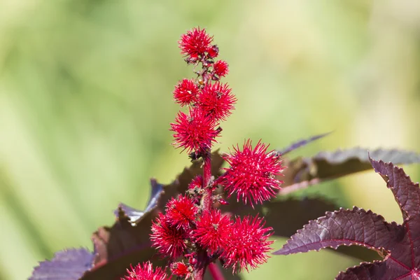 Flor con pétalos rojos —  Fotos de Stock